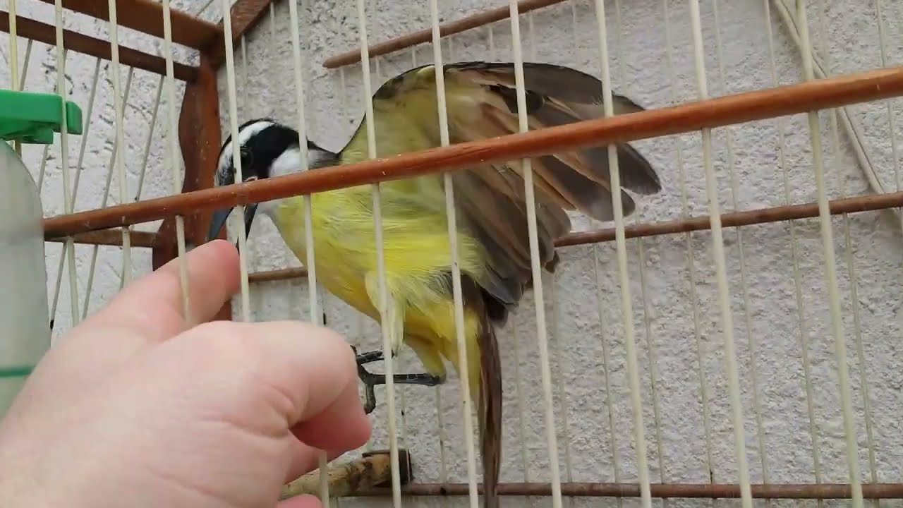 Bem te vi a superação de único a morrer a único sobrevivente da ninhada