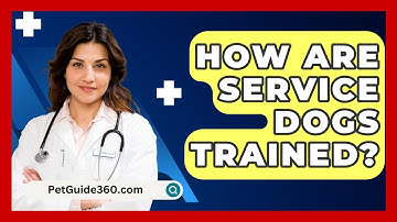How Are Service Dogs Trained? - PetGuide360.com