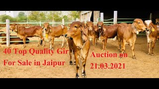 40 गिर गाय फॉर सेल |  कीमत 40,000/-  से शुरू  |  Top Quality Gir For Sale |  Gir Cow In Rajasthan