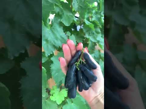Video: Dashunya grožđe: opis sorte i fotografija
