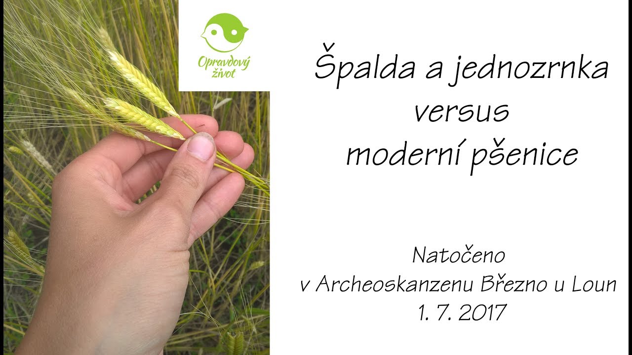Špalda a jednozrnka versus moderní pšenice setá - YouTube