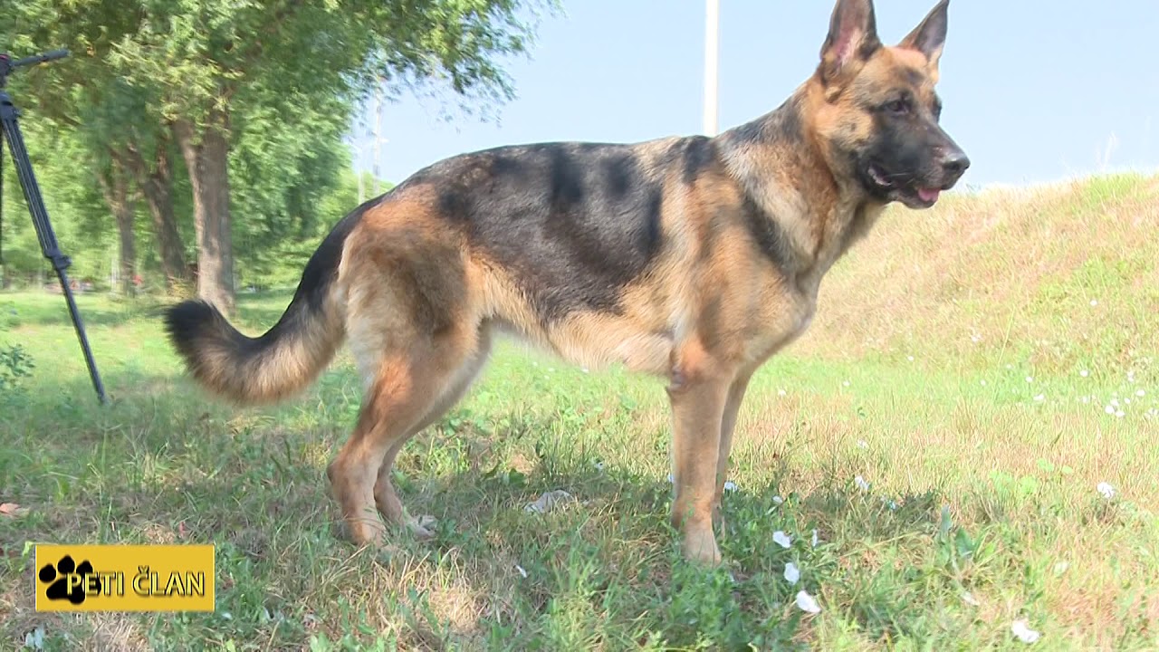 PETI CLAN-  NEMACKI OVCAR 23. 08. 2018.