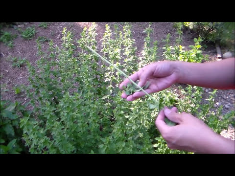 Video: Thu hoạch Oregano: Cách Chọn và Làm khô Oregano