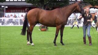 HorseMarket.ie  Traditionallybred Irish Sport Horse EXPLAINED