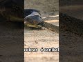 King COBRA #cobrarei #curiosidades