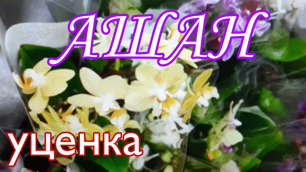 Уценка Орхидей На Май 2023 В Магазинах