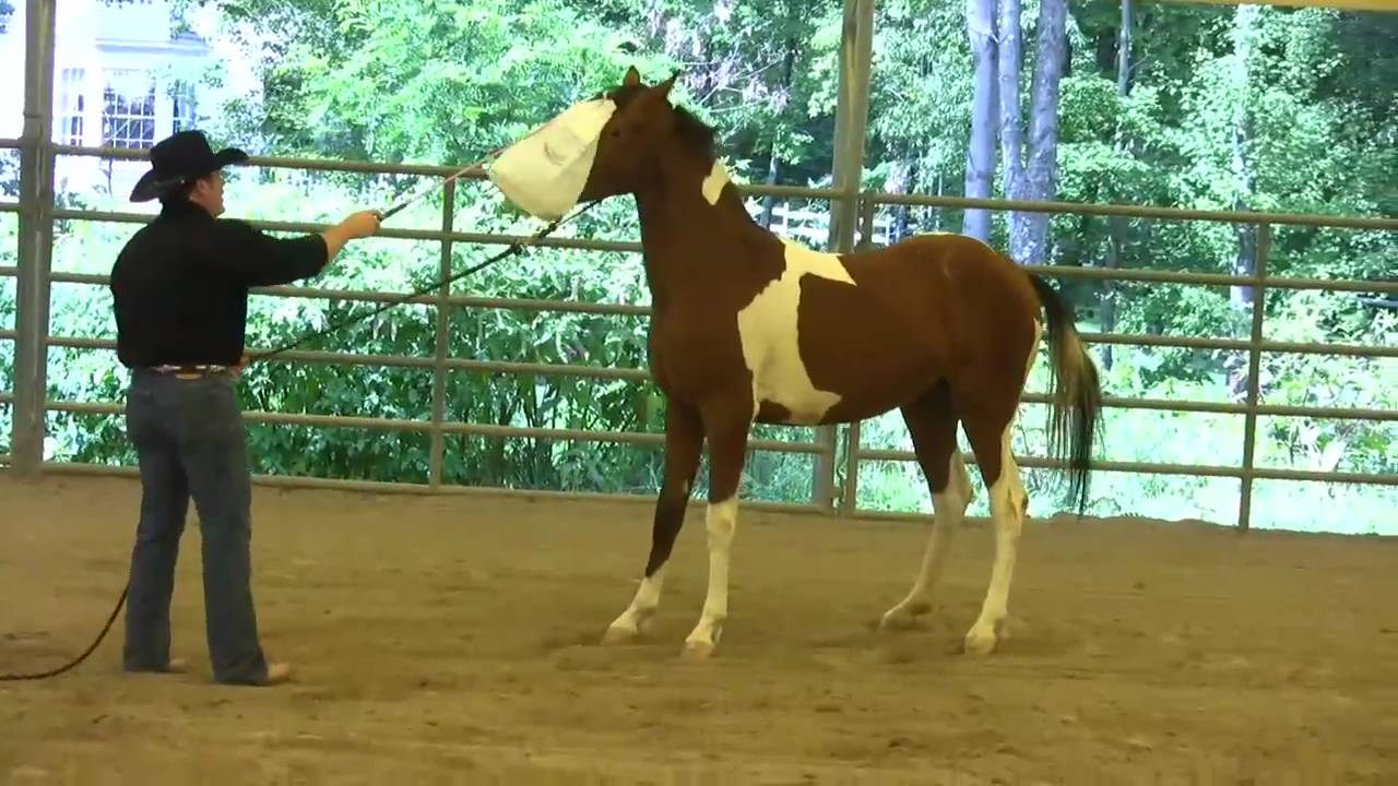 Day 5 SCEA Rescue Horse Desensitizing to Spooky Objects YouTube