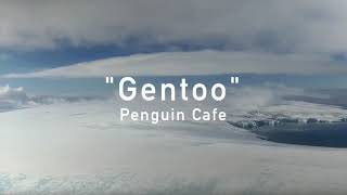 Gentoo - Penguin Cafe @greenpeaceuk