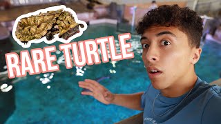 Download Lagu I Found This RARE Turtle at the Aquarium!! (Mata Mata) MP3