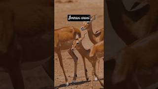 Qari Hamid Ali Zada, beautiful quran recitation ❤️ #quranrecitation #qarihamid #quran #islam