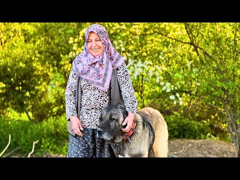 63 YAŞINDAKİ KADIN ÇOBAN VE KURTÇUL KANGAL KÖPEKLERİ ~ BELGESEL 4K