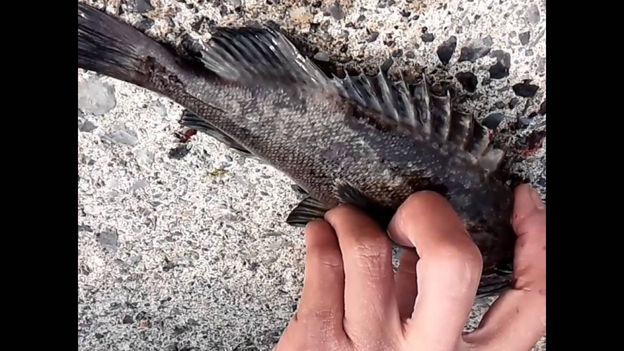 僕らが函館近郊のショアから釣っているお魚って通販だといくらくらいするんだろうか