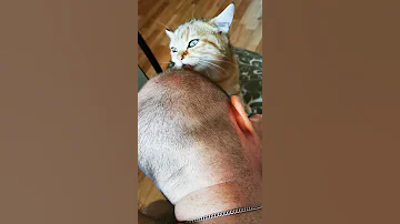 ШОК! Кот лижет волосы на голове! Почему коты лижут голову и волосы на голове
