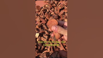 Quy trình chặt rễ cây Mú từn của đồng bào người Thái Tây Bắc