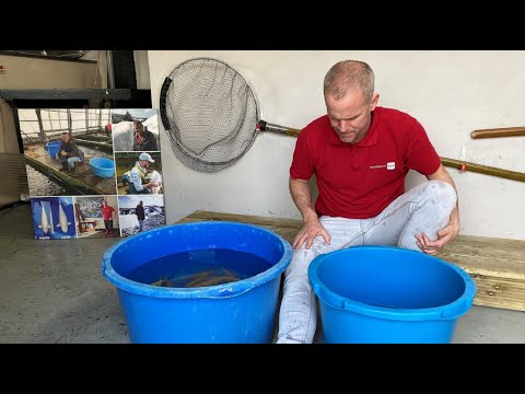 Hoe selecteer je de beste eenkleurige tosai? Een masterclass van Oosterhout Koi!