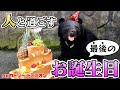 人間が育てた熊…「親離れ」前の直接触ってお祝いできる最後のお誕生日です
