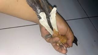 Burung murai Palangkaraya