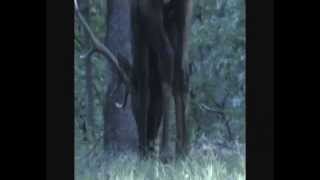 Hunt Colorado 101