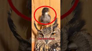 Download Lagu An owl stole an egg and became its mother.#animals #Foryou #love#cute MP3