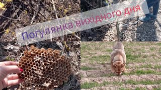 Прогулянка вихідного дня 🌞🤗🥰 Похід по березовий сік з нашими песиками 🙂🐝🐶