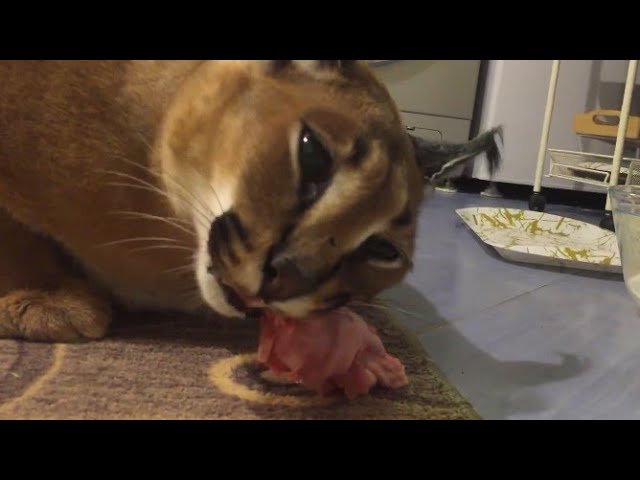 Big Floppa Cat Greedily Eats Shrimp - 25.06.2021, Sputnik International