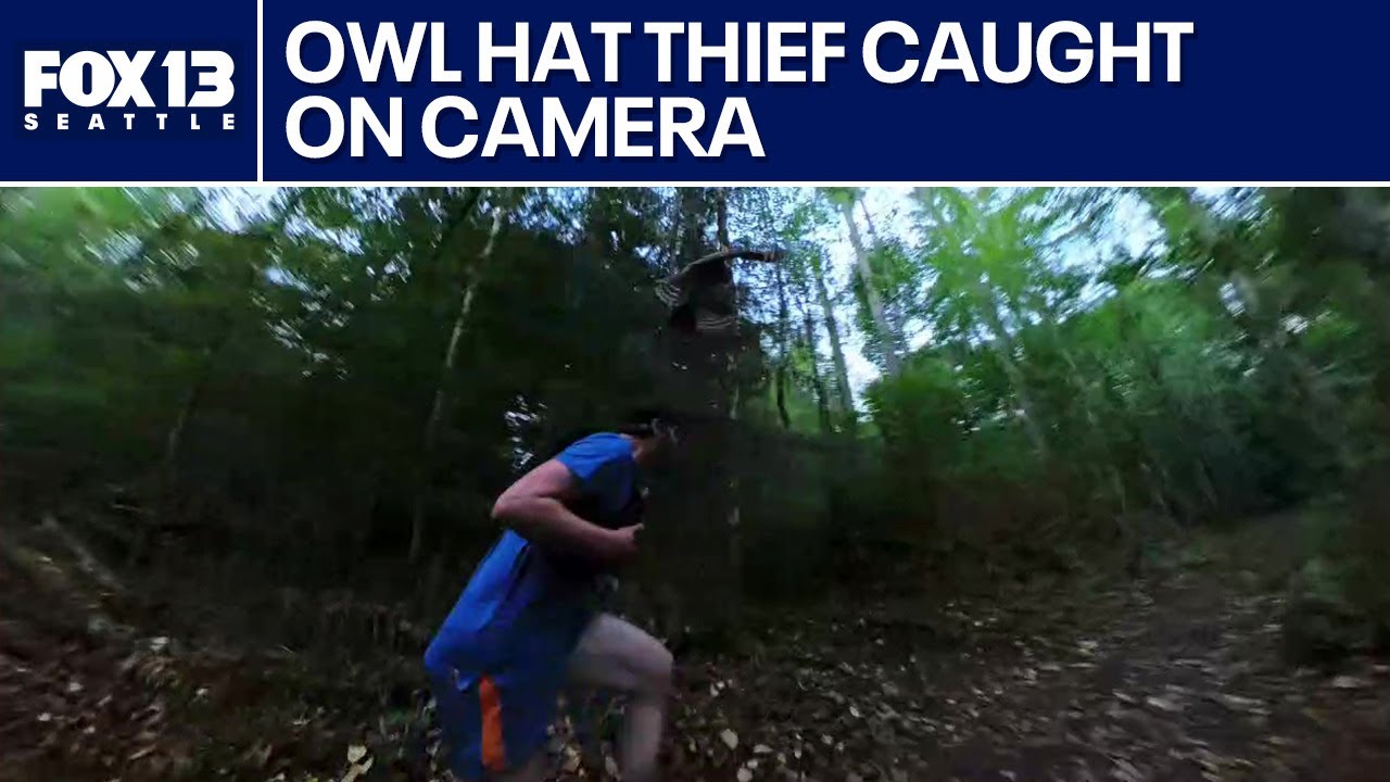 Watch: Woodinville owl steals hat from runner on Paradise Valley Trail | FOX 13 Seattle