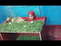 Garden Zoo Ki Mumtaz Begum Zeeshan Park Main | Wonder | Nadiya Siddiqui