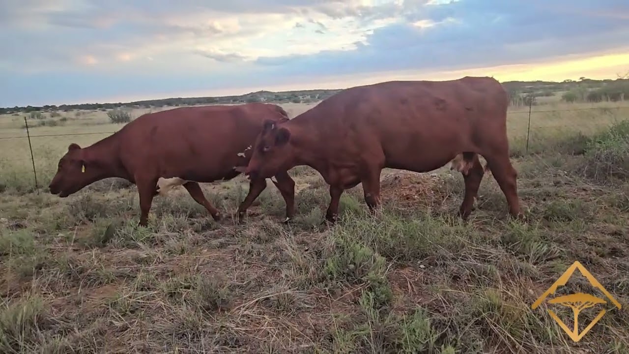 High Density Grazing Post Graze