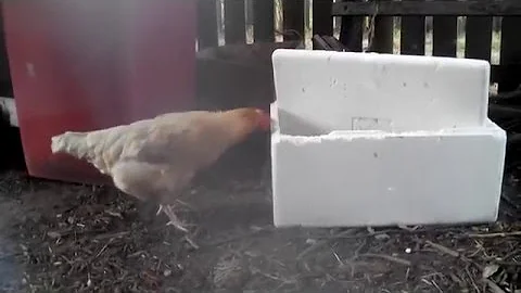 Chicken Eating a Healthy Diet of Styrofoam
