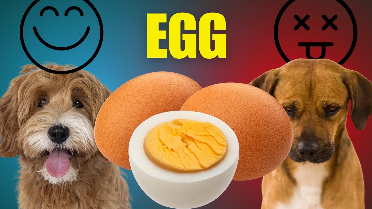 Can Dogs Eat Eggs? Everything You Need to Know!