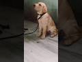 How Labrador Rocky doing commands 🐕 #labrador #shorts #youtubeshorts