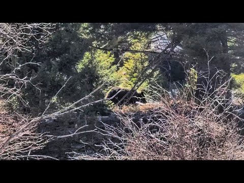 WILD Grizzly Bear Encounter, YELLOWSTONE NATIONAL PARK!