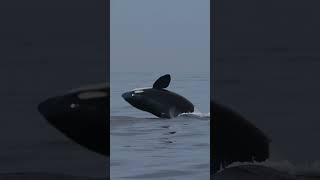 Killer Whale Breaching In Slow Motion