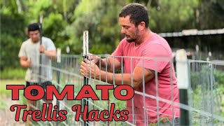 DIY TOMATO TRELLIS With T Posts &amp; Cattle Panels