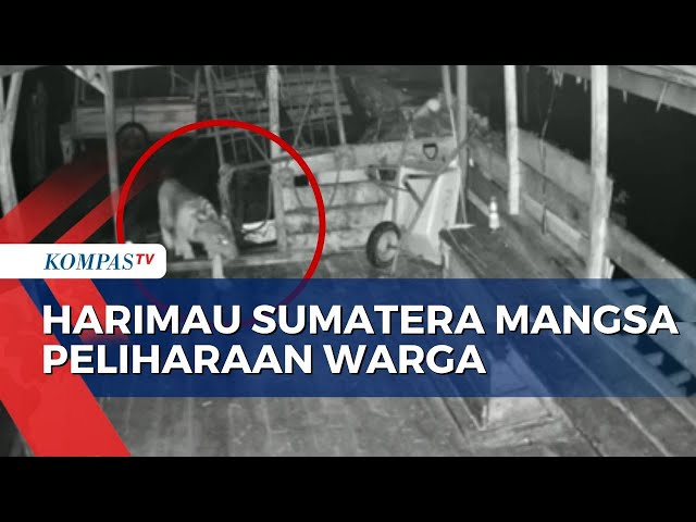 Detik-Detik 2 Ekor Harimau Sumatera Masuki Kamp Pekerja Sawit di Siak, Riau class=