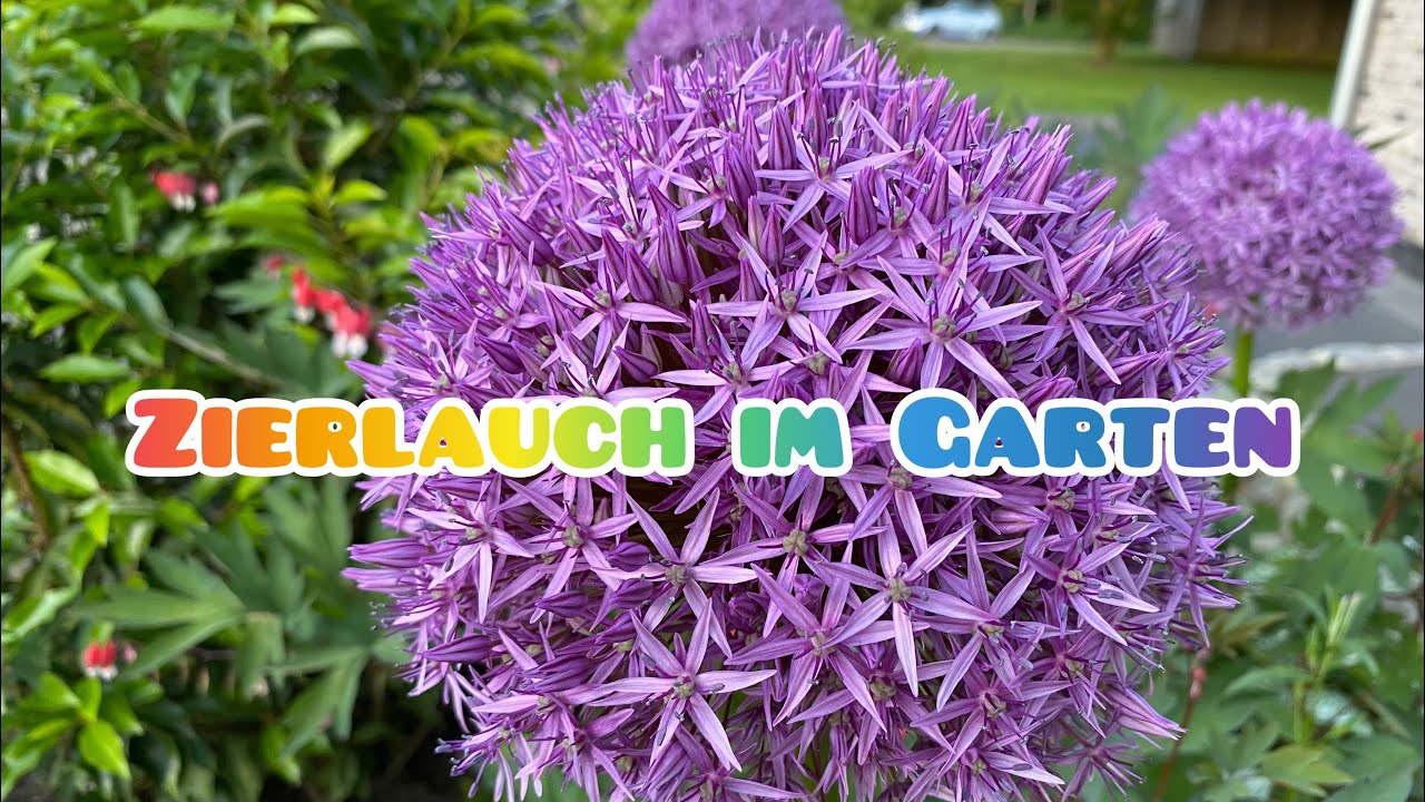 Zierlauch im Garten, Verwendung und Pflege