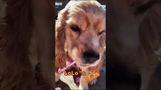 Our Alum LoLo loves salmon skin treats ! #shorts #cockerspaniel #asmr