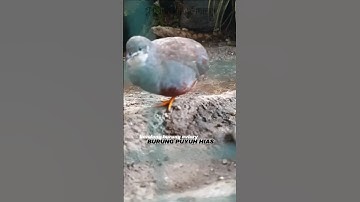 kandang aviary #burung #kicaumania #kicaumanianusantara #puyuh #birds #burungkicau #aviary #ternak
