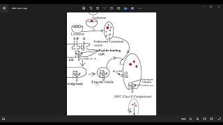 Understanding MHC Class II Antigen Presentation Pathway: Simplified Explanation