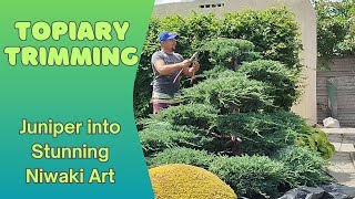 картинка: Topiary Trimming Juniper into Stunning Niwaki Art. Як стригти нівакі з ялівця — справжнє мистецтво