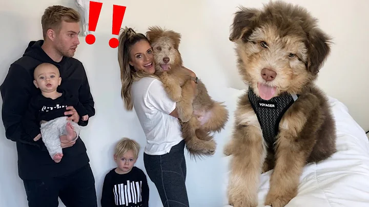 I Surprised My Husband with a NEW PUPPY!