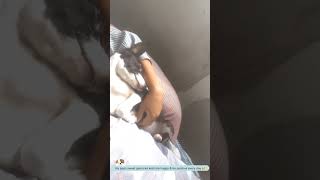 PET | soft touch,cuddles Is the best way of love & communication | #pet #puppies #dogs screenshot 2