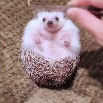 Миляшки - YouTube