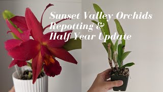 Sunset Valley Orchids Winter Haul | Repotting & 6 Month Update on 10 Cattleya & Catasetum Orchids