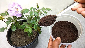 Natural fertilizer for rose plants | Best free fertilizer for plants