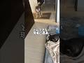 👀散歩帰りの柴犬🐕が目撃したもの…