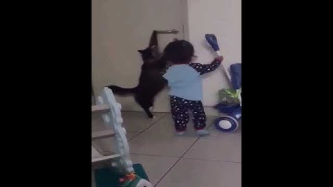 Funny Cats - Daily dose of catnip 4 #cat