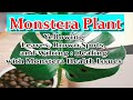 Yellowing leaves brown spots and wilting dealing with monstera health issues monstera diseases