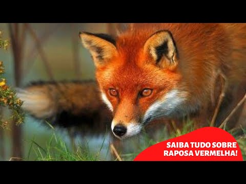 Vídeo: Raposa Vermelha: Características Interessantes