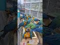 Macaw bird.....🦜🐦🦜🐦🦜🐦🦜🐦🦜 #macaw #macawbird #macaws #parrots #parrotlover